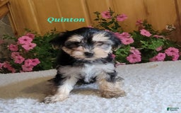 Morkie dogs for sale: Quinton - Image 5
