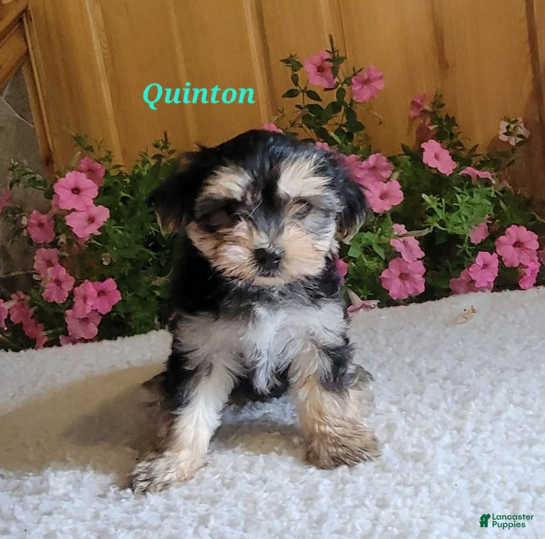 Morkie dogs for sale: Quinton - Image 5