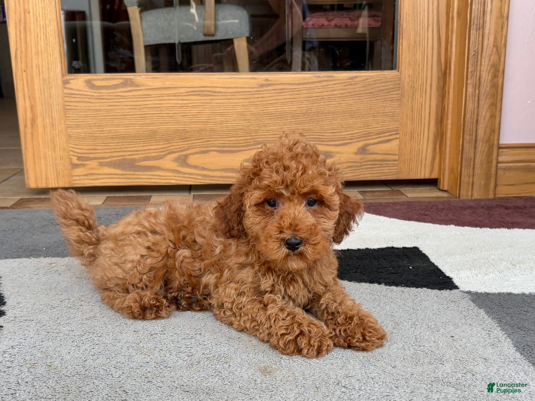 Cockapoo dogs for sale: Curtis - Image 4