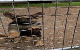 German Shepherd dogs for sale: Ben - Image 2
