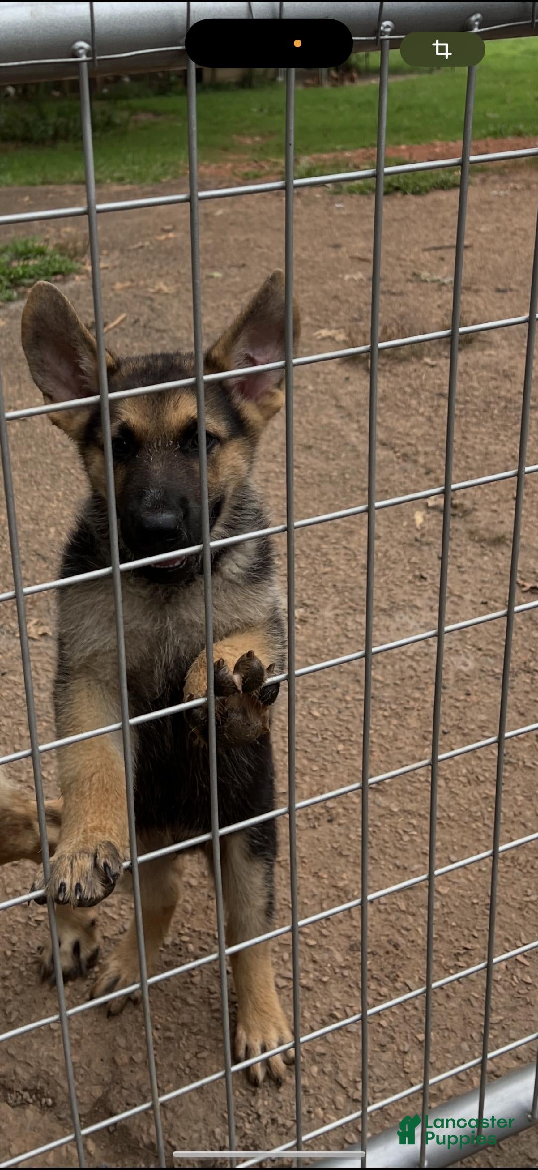 German Shepherd dogs for sale: Ben - Image 2