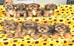 Shorkie dogs for sale: Edna - Image 4