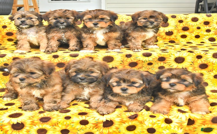 Shorkie dogs - Advert 23