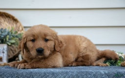 Golden Retriever dogs for sale: Mason - Image 1