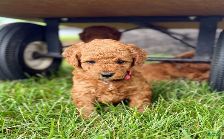 Mini Goldendoodle dogs for sale - Ad 2