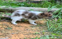 Pomeranian dogs for sale: Bluey - Image 3