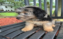Mini Aussiedoodle dogs for sale: Canary - Image 20