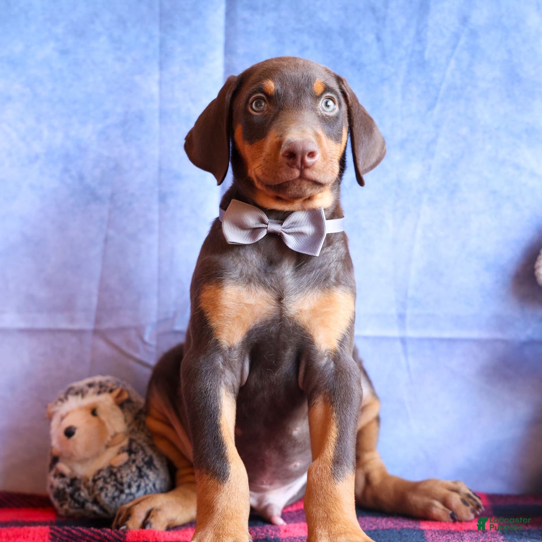 Doberman Pinscher dogs for sale: Domino - Image 9