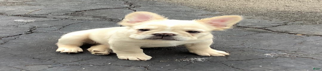 Benny