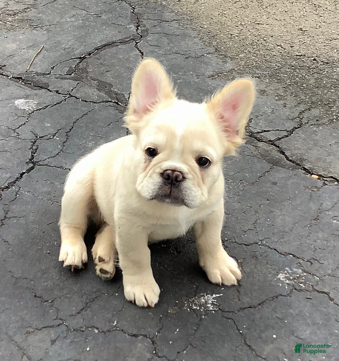 French Bulldog dogs for sale: Benny - Image 1