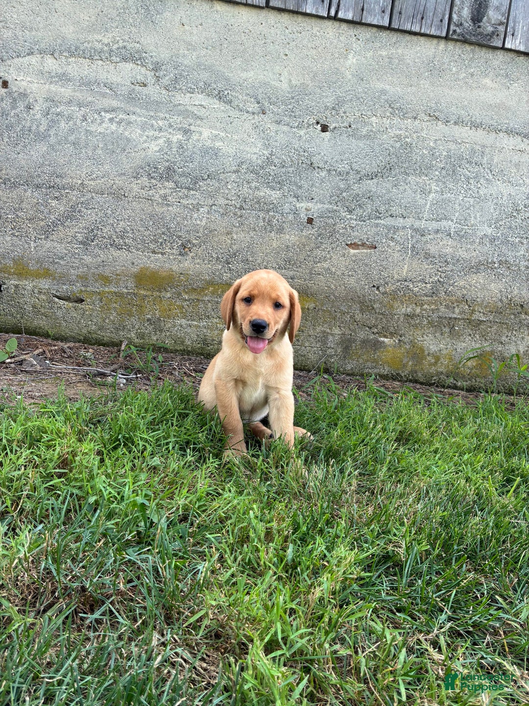 Labrador Retriever dogs for sale: Jasper - Image 3