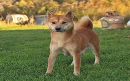 Shiba Inu dogs for sale: Jupiter - Image 7
