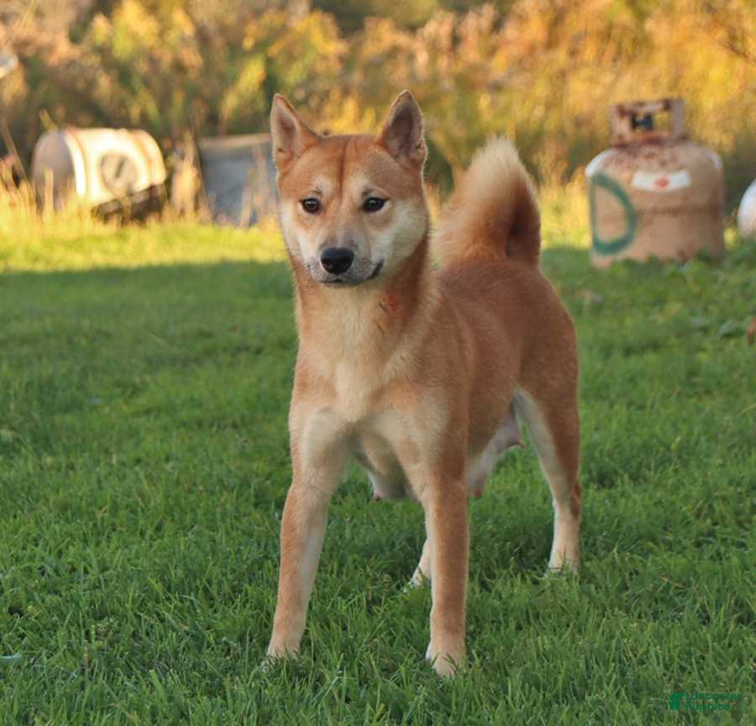 Shiba Inu dogs for sale: Jupiter - Image 7