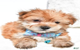 Morkie dogs for sale: Rizzo Teacup - Image 7
