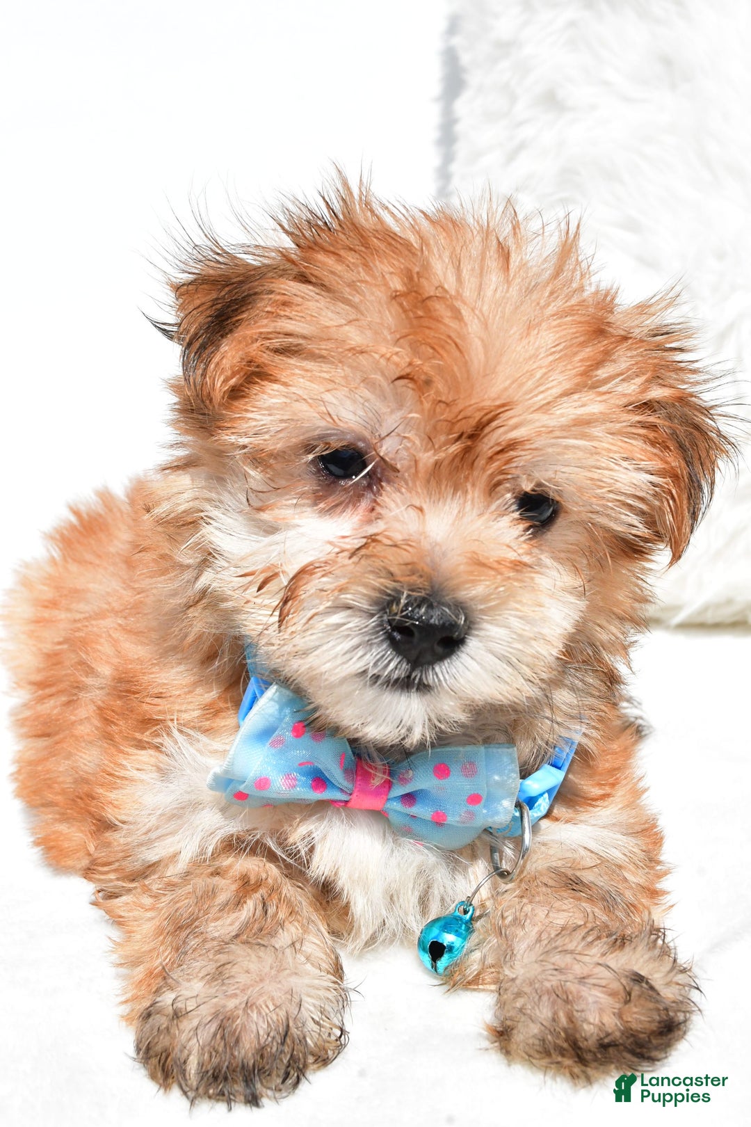 Morkie dogs for sale: Rizzo Teacup - Image 7