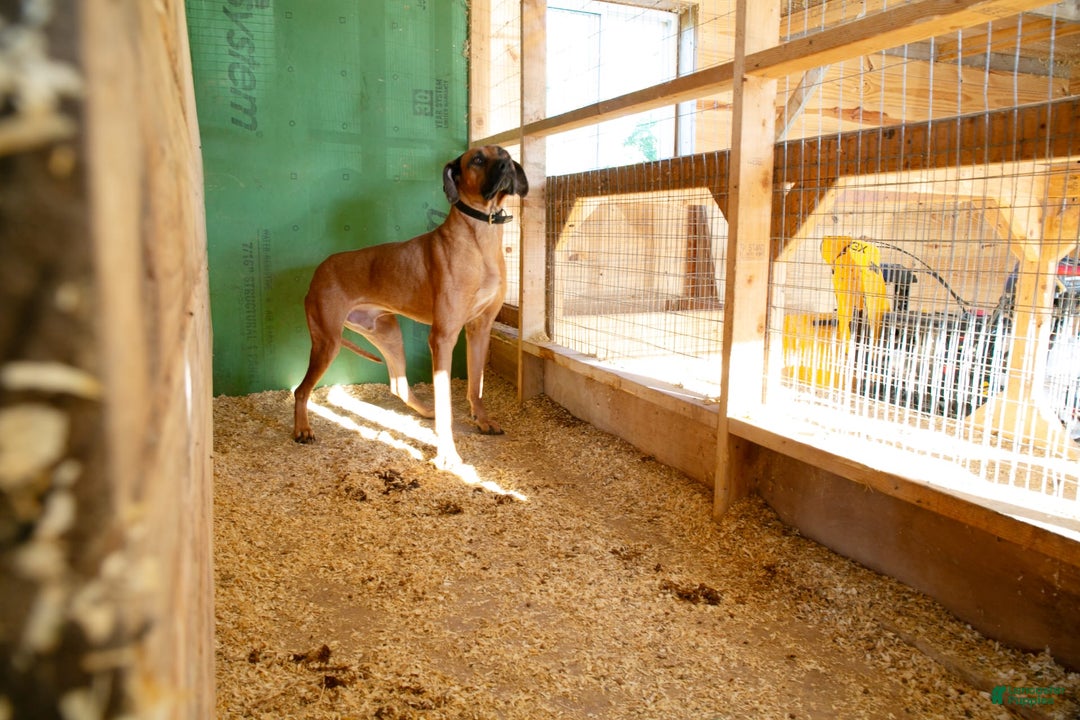 Rhodesian Ridgeback dogs for sale: Luna - Image 6