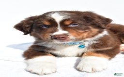 Miniature Australian Shepherd dogs for sale: Miniature Australian Shepherd 7 puppies - Image 4