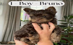 Yorkshire Terrier dogs for sale: Yorkshire Terrier 3 puppies - Image 7