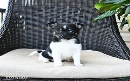 Pomeranian dogs for sale: Nala - Image 1