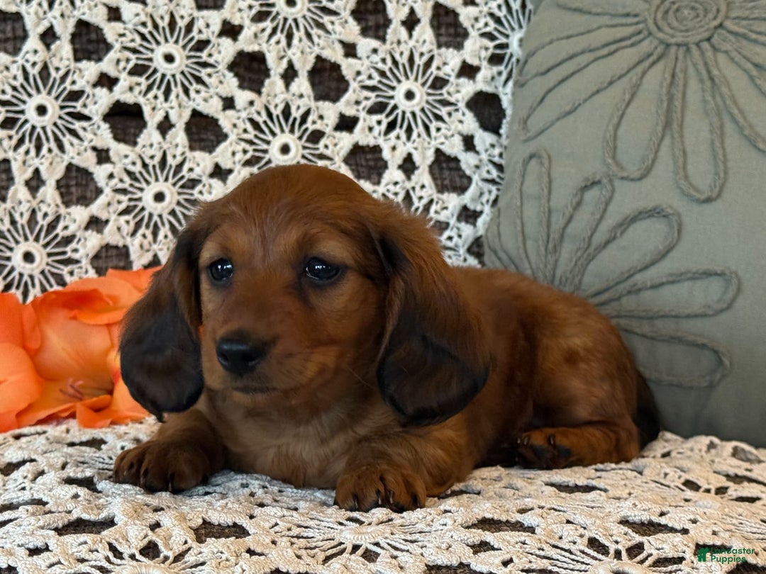 Miniature Dachshund dogs for sale: Max - Image 3