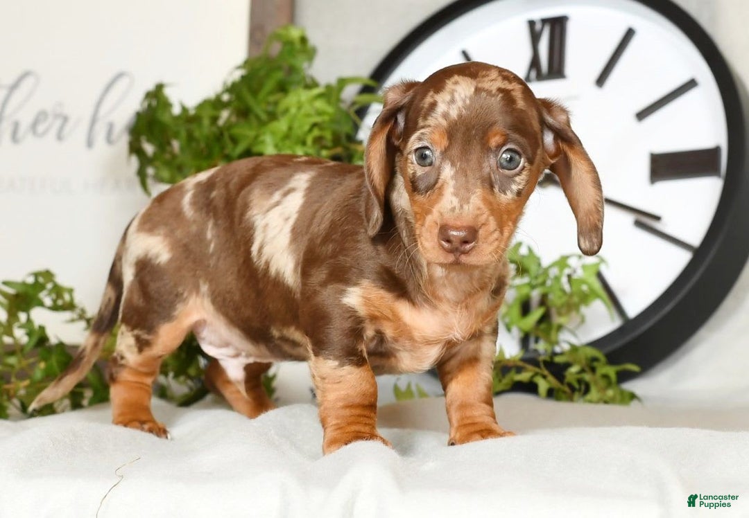 Miniature Dachshund dogs for sale: Gunner - Image 4