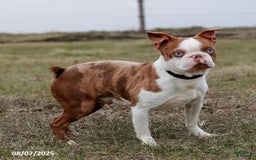 Boston Terrier dogs for sale: Murphy - Image 5