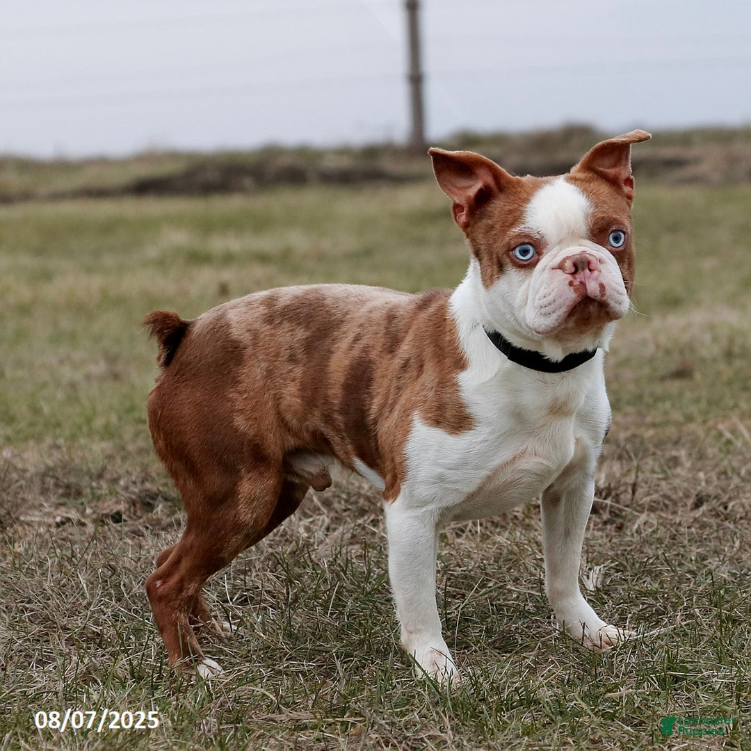 Boston Terrier dogs for sale: Murphy - Image 5