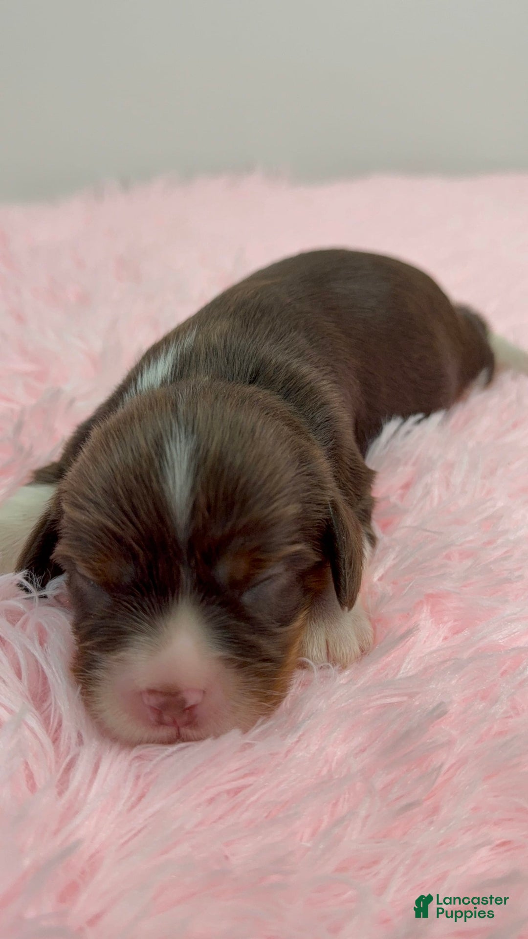 Cavalier King Charles Spaniel dogs for sale: Willow - Image 1