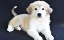 Great Pyrenees dogs for sale: Marla - Image 2