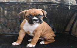 Boxer dogs for sale: Willow - Image 9