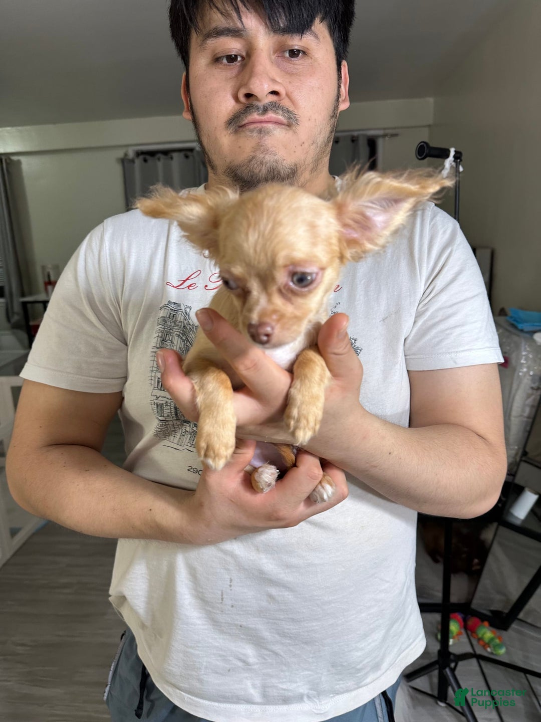 Chihuahua dogs for sale: bella - Image 3