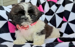 Shih Tzu dogs for sale: Bitsy - Image 3