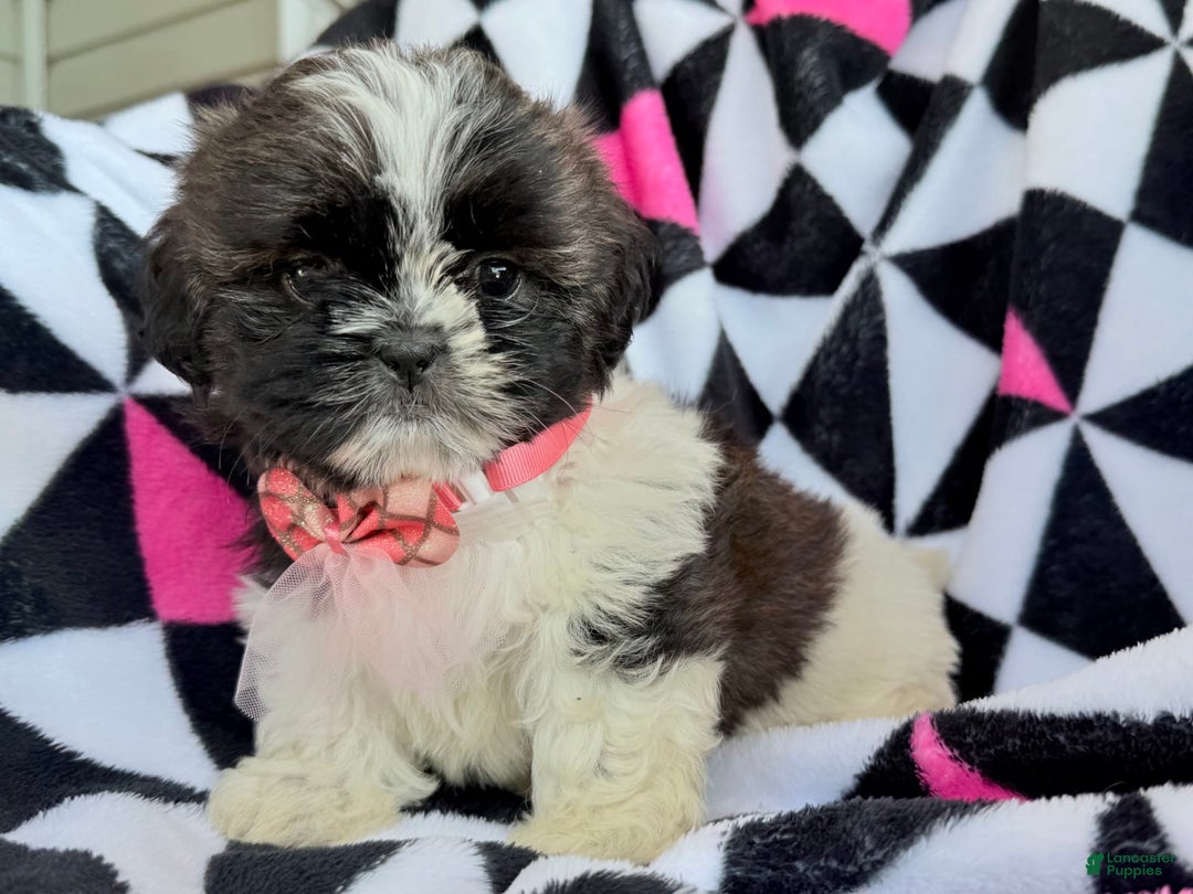 Shih Tzu dogs for sale: Bitsy - Image 3