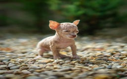 Chihuahua dogs for sale: Sweat Pea - Image 6