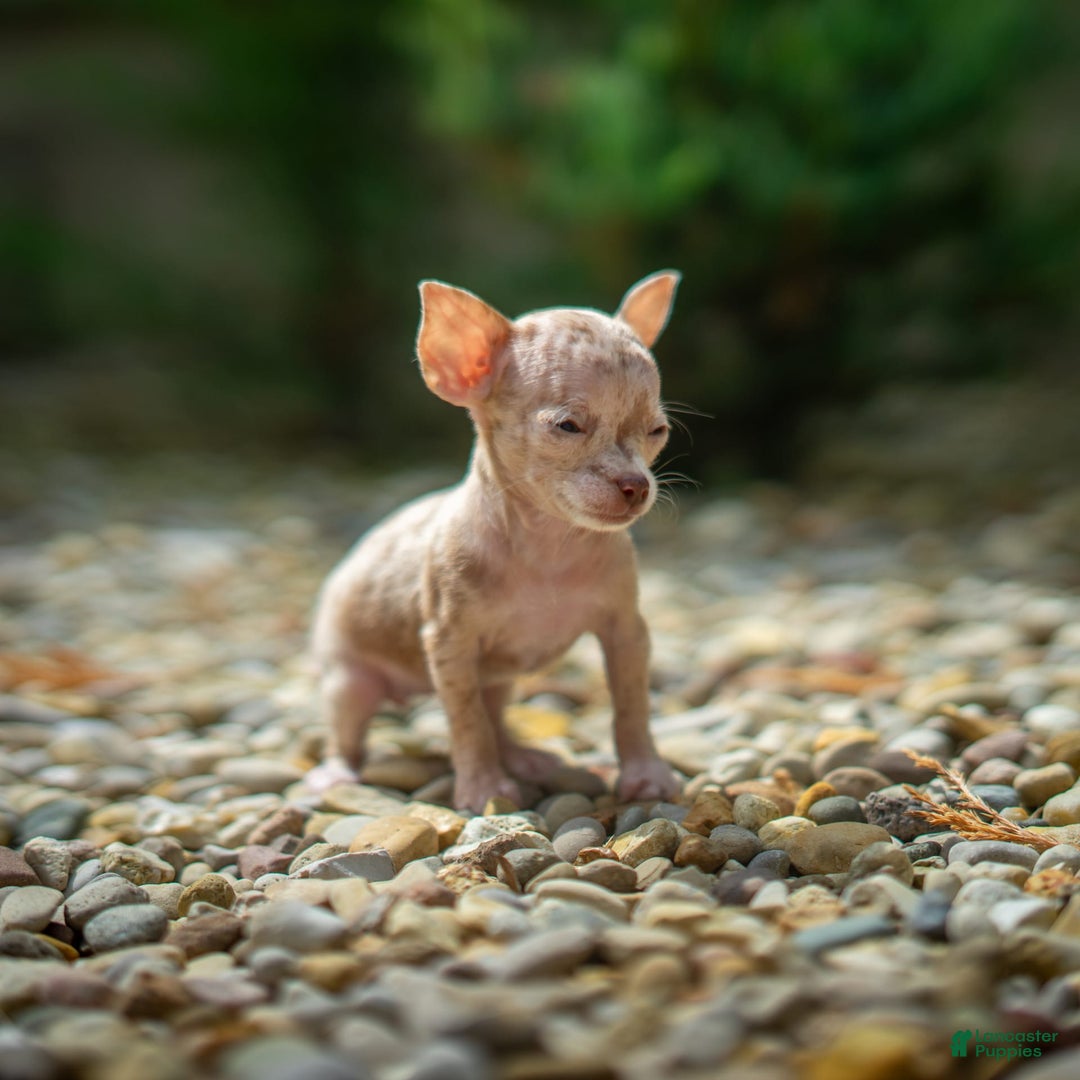 Chihuahua dogs for sale: Sweat Pea - Image 6