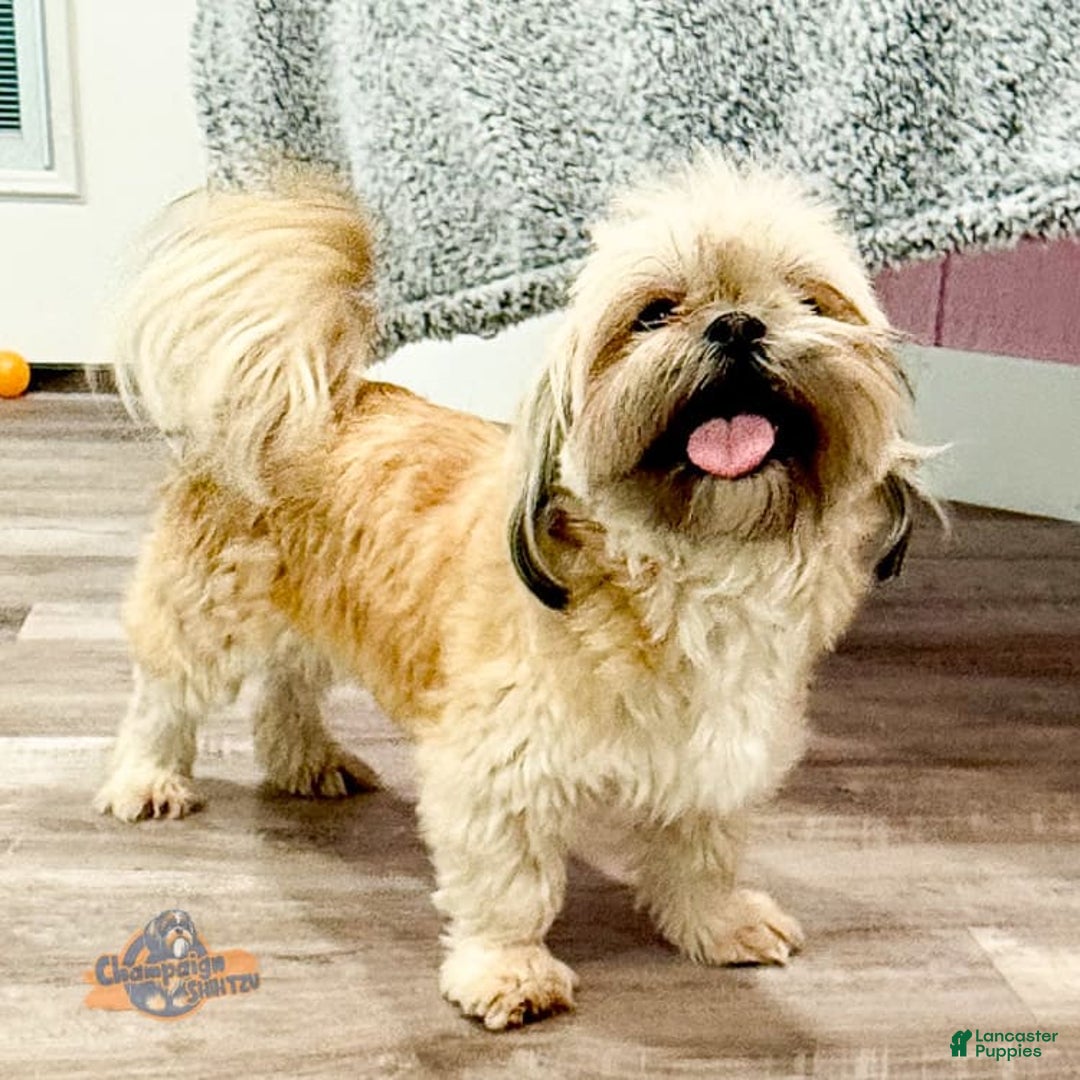 Shih Tzu dogs for sale: Melissa - Image 4