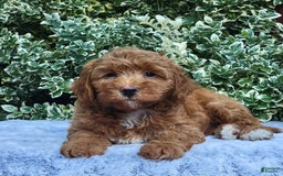 Cavapoo dogs for sale: Cavapoo 5 puppies - Image 14