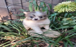 Pomeranian dogs for sale: Hank - Image 1