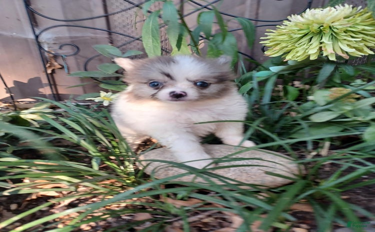 Pomeranian dogs for sale - Ad 1
