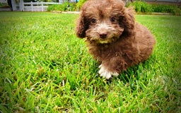 Havapoo dogs for sale: Rosie - Image 1