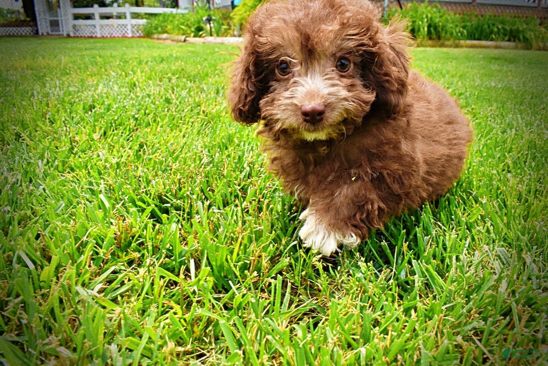 Havapoo dogs for sale: Rosie - Image 1