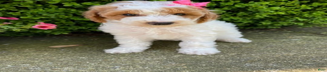Millie