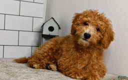 Mini Goldendoodle dogs for sale: Lucy - Image 17