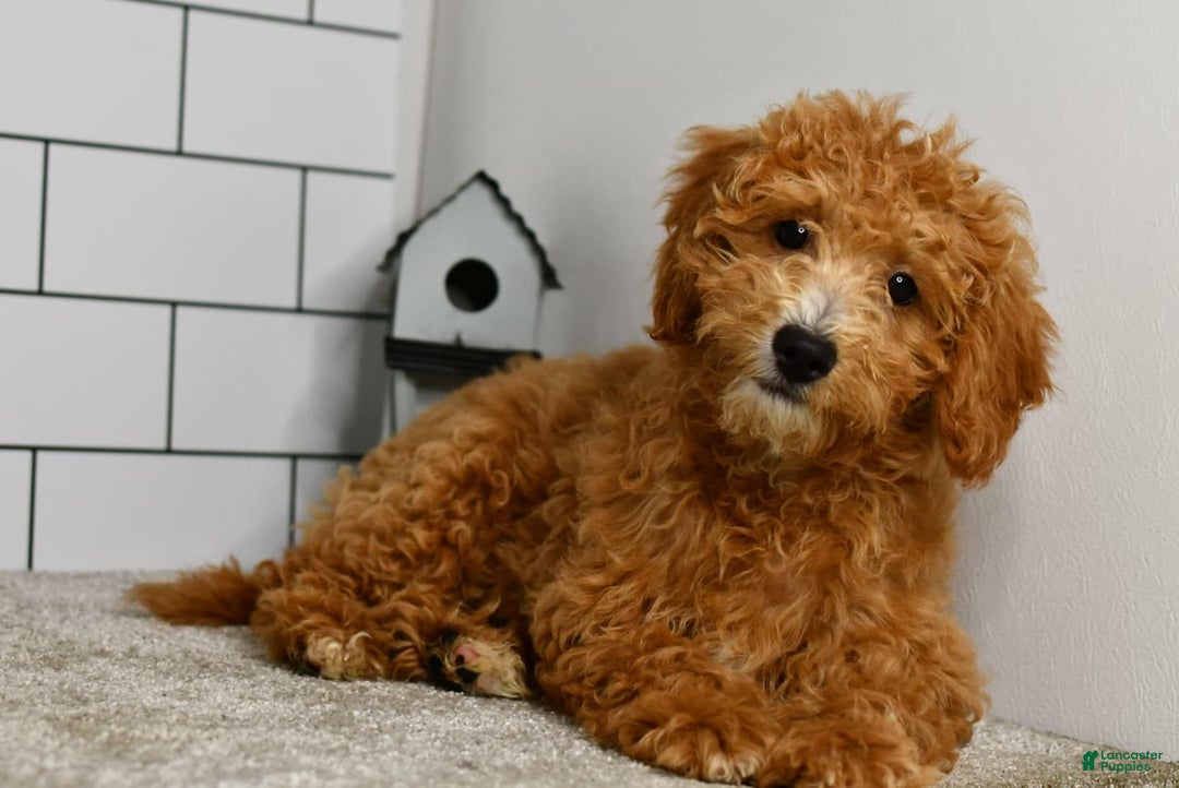 Mini Goldendoodle dogs for sale: Lucy - Image 17