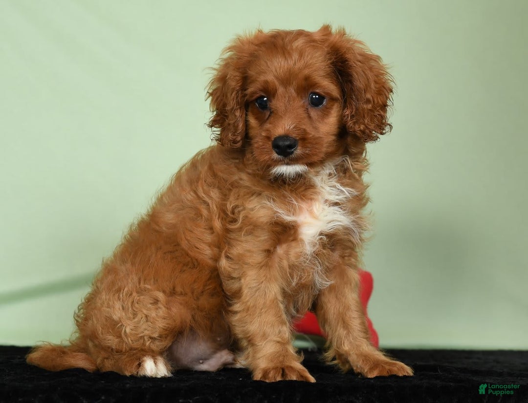 Cavapoo dogs for sale: Indy - Image 7