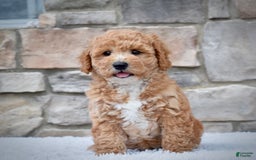 Mini Goldendoodle dogs for sale: Petite Mr. Alex - Image 4