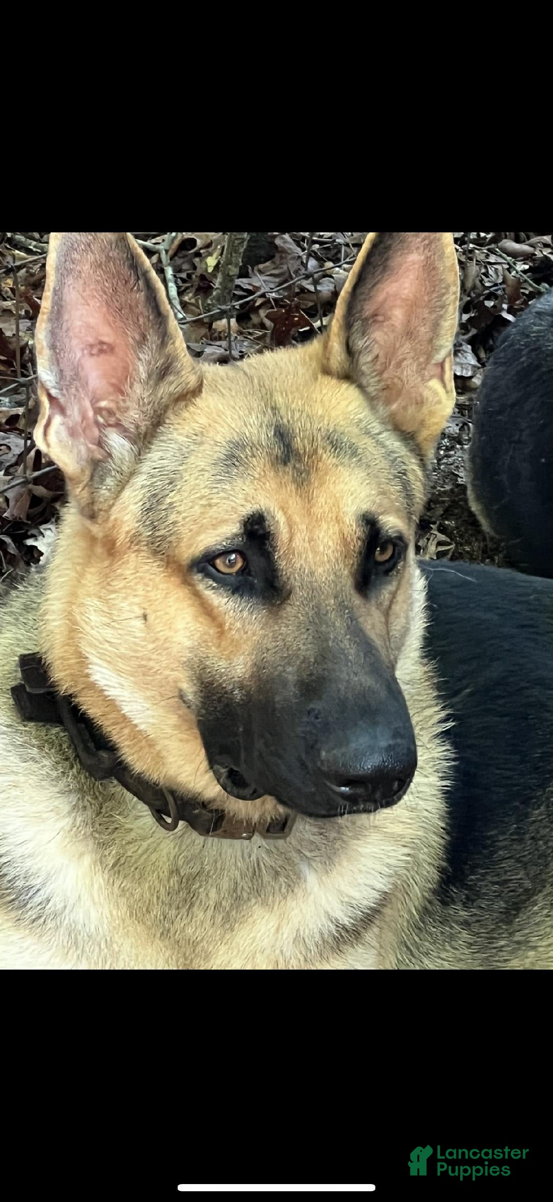 German Shepherd dogs for sale: Toby Jr - Image 5