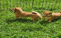 Shiba Inu dogs for sale: Shiba Puppy - Image 8