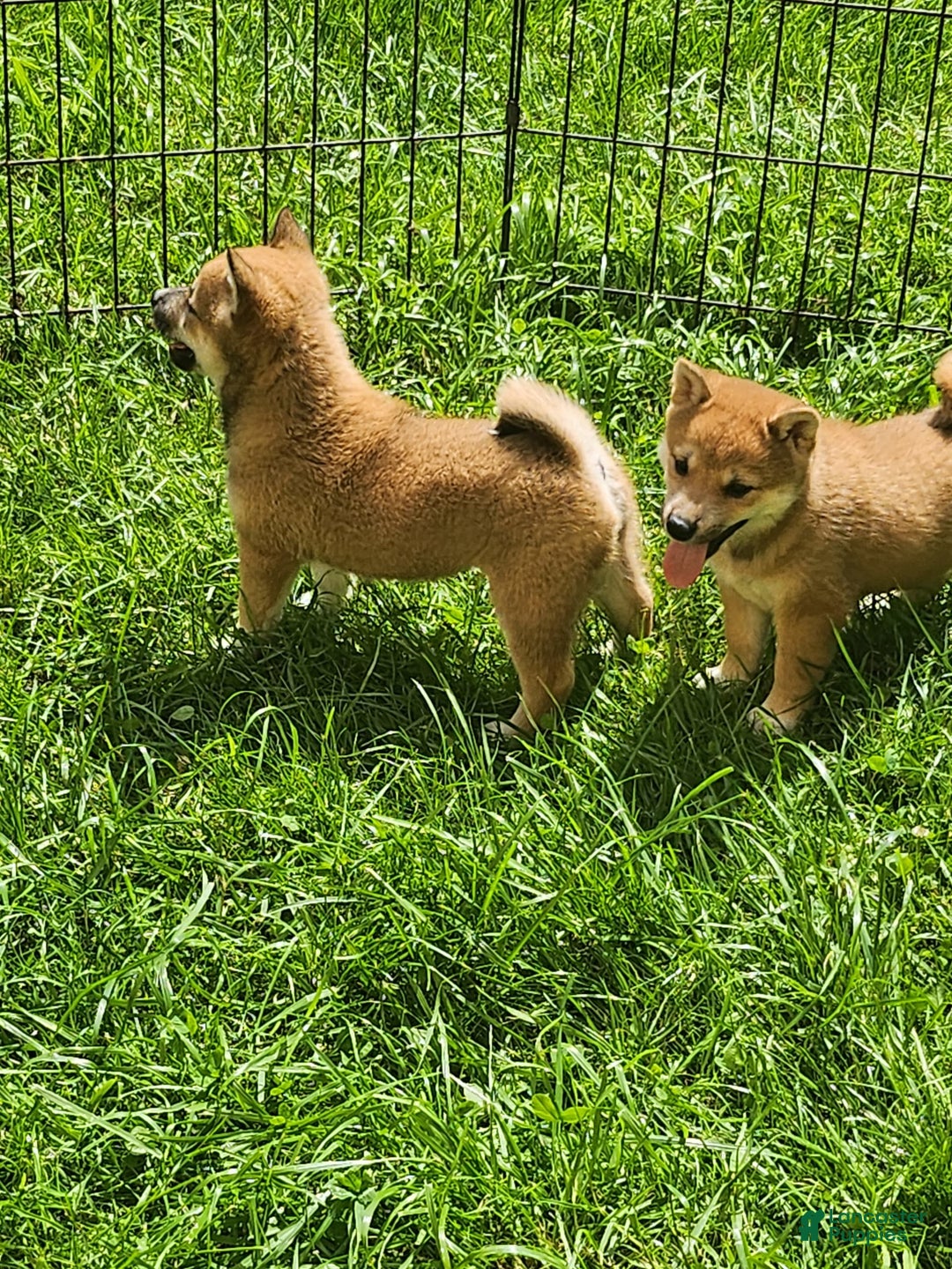 Shiba Inu dogs for sale: Shiba Puppy - Image 8