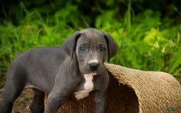 Great Dane dogs for sale: Lucy - Image 8